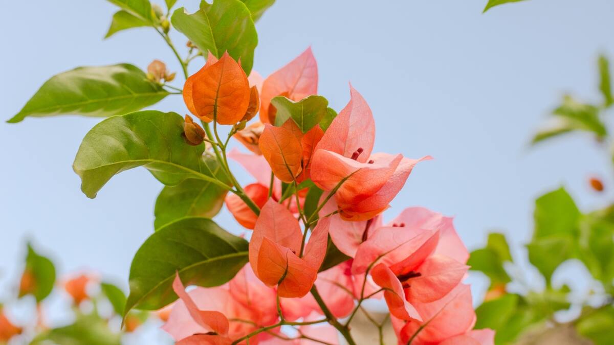 El poder curativo de la bugambilia: más que una flor bonita