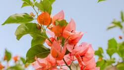 El poder curativo de la bugambilia: más que una flor bonita