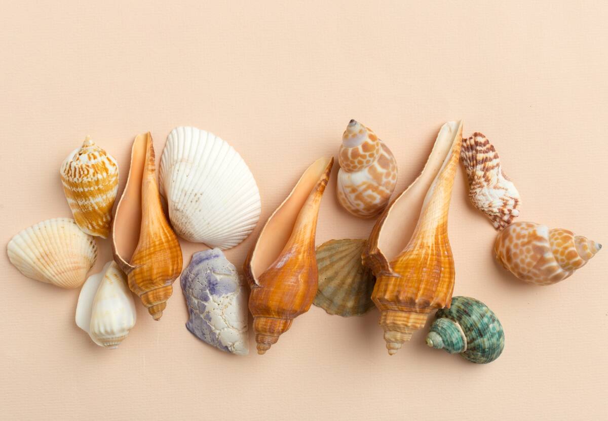 Las caracolas de mar son considerados 'restos de naturaleza muerta' para el Feng-Shui, lo que se traduce en estancamiento y ralentización de proyectos.