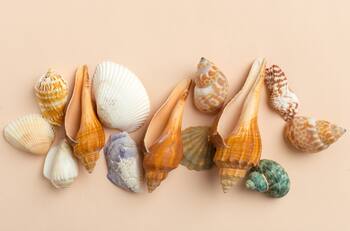 ¿Por qué deberías evitar las Caracolas de mar en el hogar según el Feng Shui?