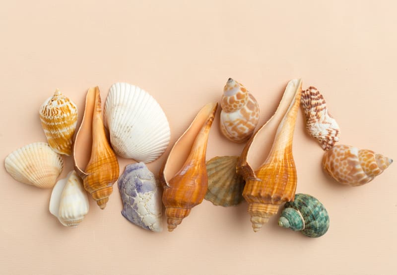 Las caracolas de mar son considerados 'restos de naturaleza muerta' para el Feng-Shui, lo que se traduce en estancamiento y ralentización de proyectos.