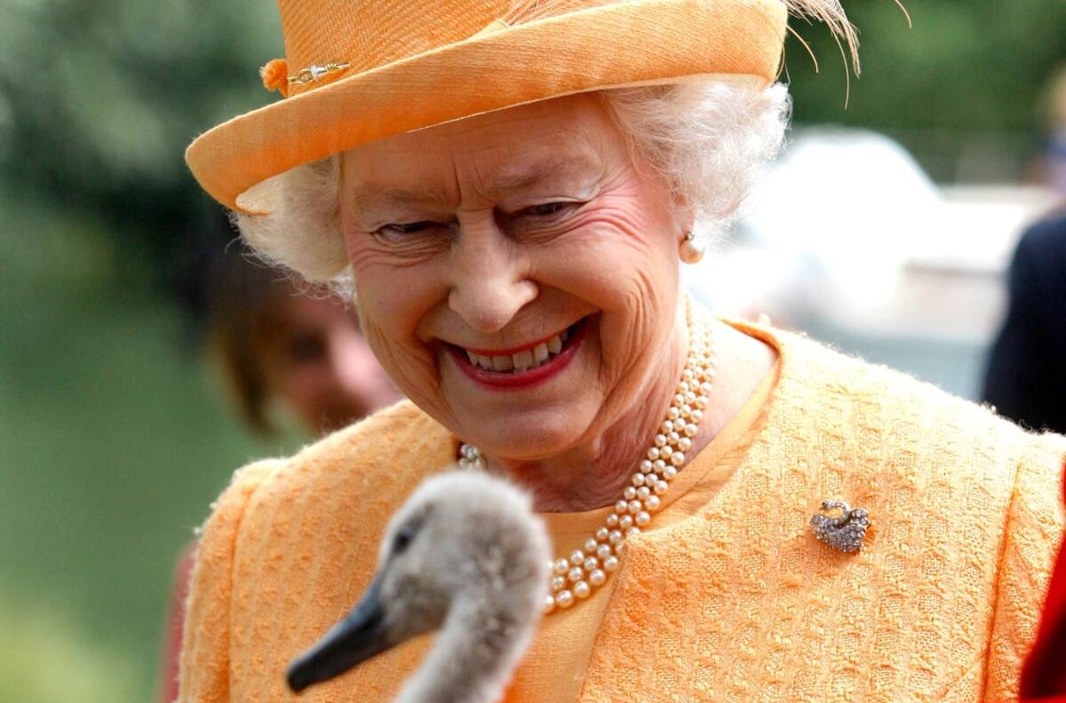 El virus que está matando a los cisnes de la Reina Isabel II