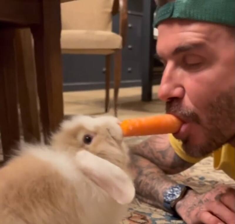 David Beckham comparte tiernamente el almuerzo con su conejo - Créditos: Captura pantalla