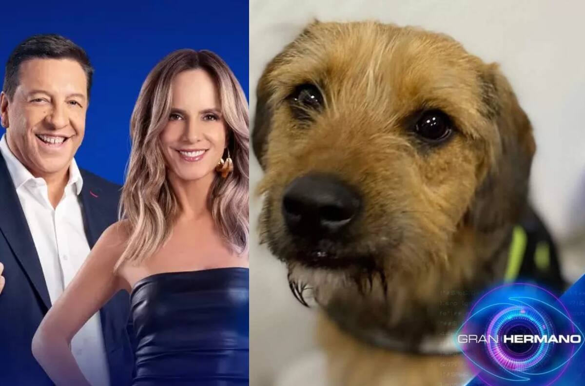 Más de 1800 denuncias de maltrato animal contra ‘Gran Hermano’ Chile por violencia contra Bigote