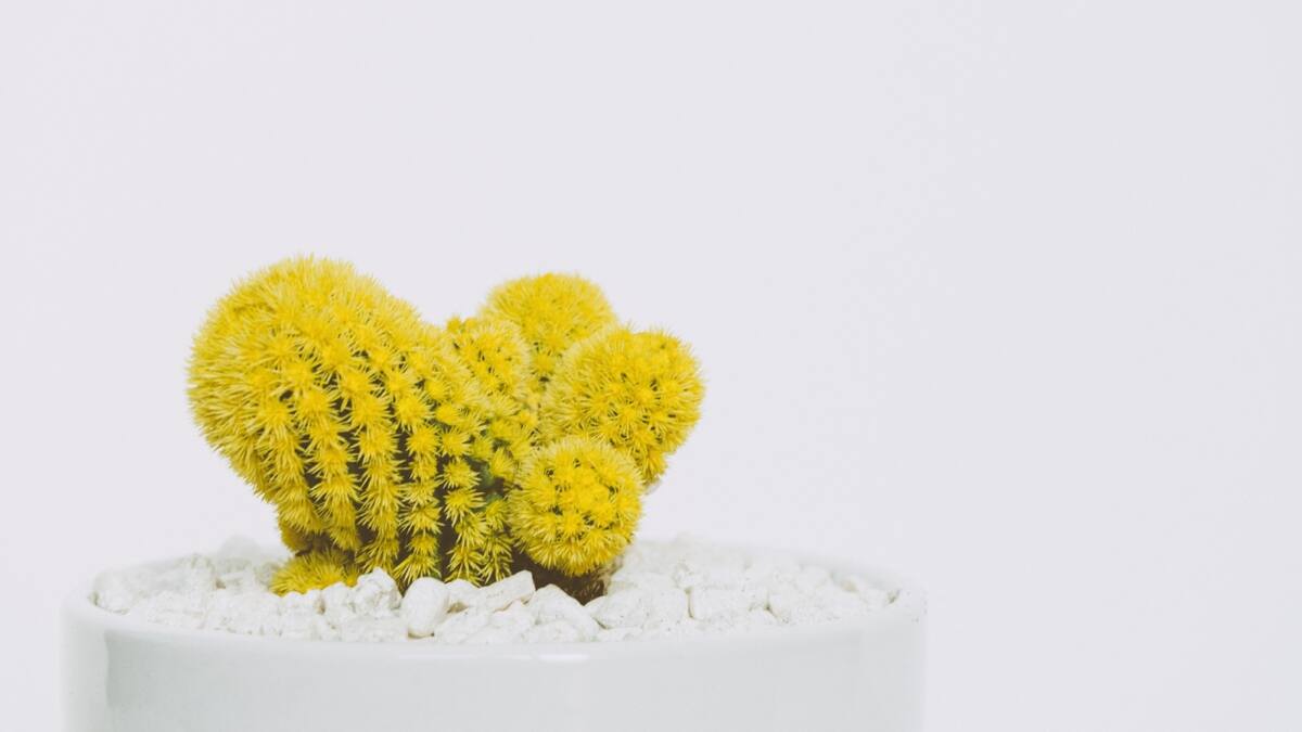 El encanto del cactus amarillo: Feng Shui y abundancia