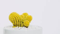 El encanto del cactus amarillo: Feng Shui y abundancia