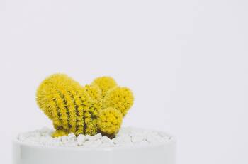 El encanto del cactus amarillo: Feng Shui y abundancia