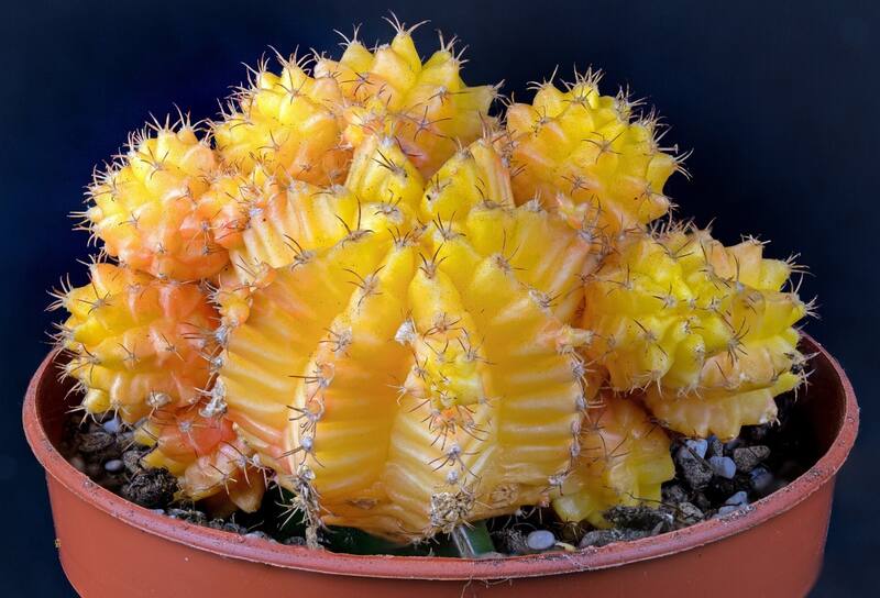 Ten en cuenta los siguientes lugares para colocar un cactus amarillo y atraer abundancia a tu hogar sergún el Feng Shui.