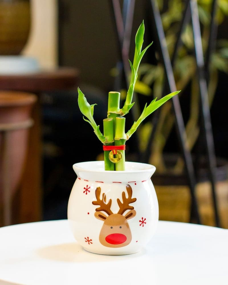 El feng shui recomienda dar estos obsequios para garantizar la abundancia en las personas - Créditos: Instagram