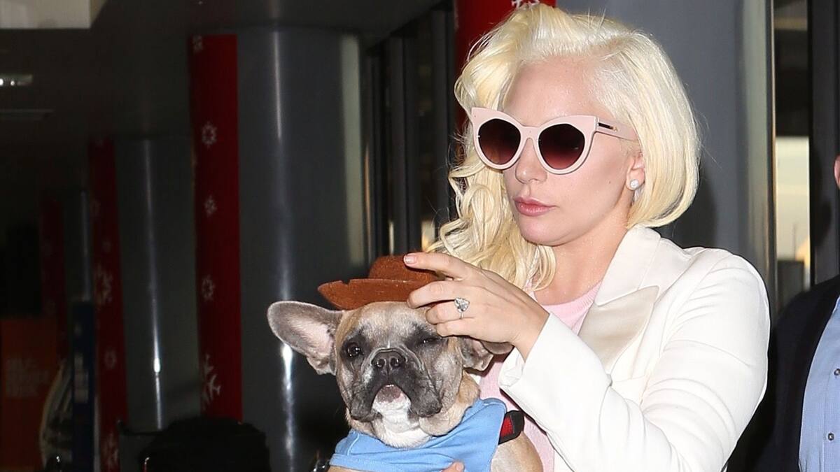 Lady Gaga evita pagar recompensa de medio millón de dólares en caso de robo de perros