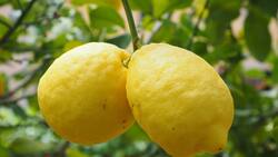 El limonero: Guardián de la prosperidad y el bienestar