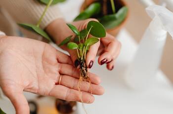Descubre el mejor producto para enraizar y multiplica tus plantas con esquejes