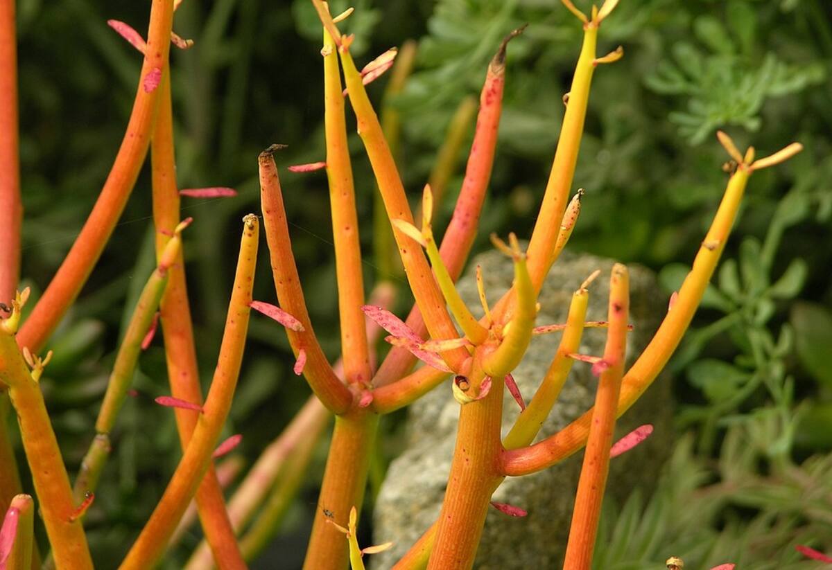 Euphorbia Tirucalli