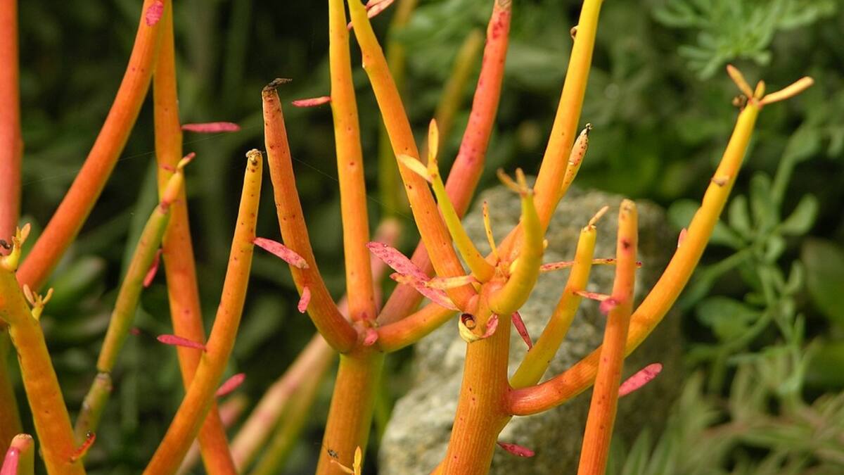 Guía práctica para cuidar y propagar tu planta lápiz