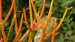 Guía práctica para cuidar y propagar tu planta lápiz