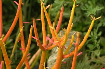 Guía práctica para cuidar y propagar tu planta lápiz