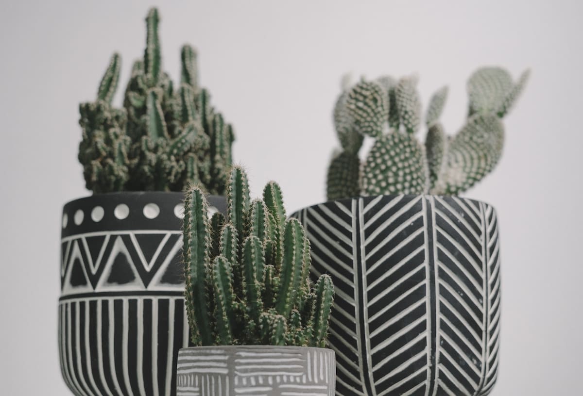 Coloca tus cactus en los siguientes lugares para aprovechar las energías según el Feng Shui.