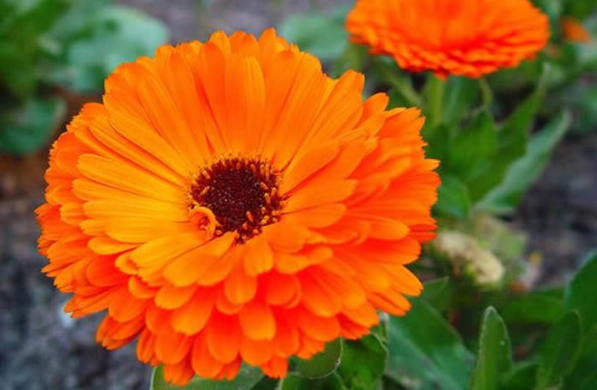 La flor de la caléndula es un verdadero tesoro si nos damos el tiempo de descubrir sus propiedades.
