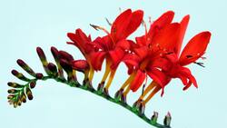 Floreciendo al final del verano: 5 plantas para un jardín florido y estupendo