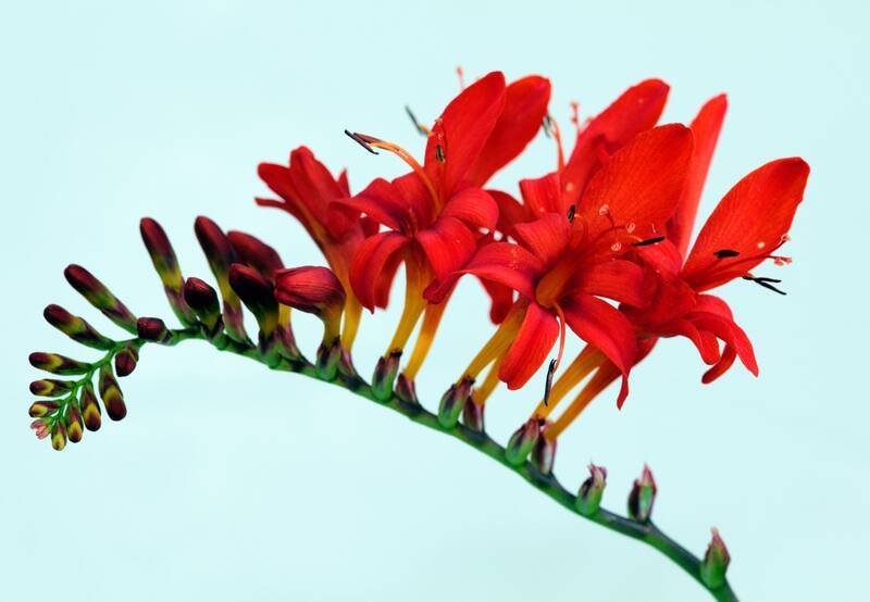 Crocosmia