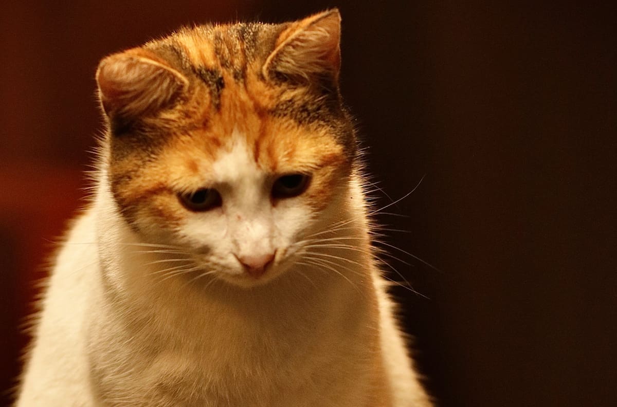 ¿Qué significa soñar con gatos? Esta es la interpretación de que los mininos aparezcan en tus sueños