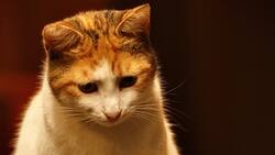 ¿Qué significa soñar con gatos? Esta es la interpretación de que los mininos aparezcan en tus sueños