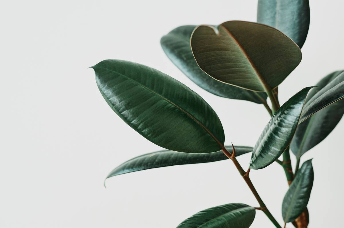 El gomero es un árbol popular por sus propiedades para purificar el aire.