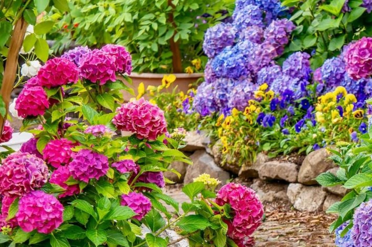 Hortensias