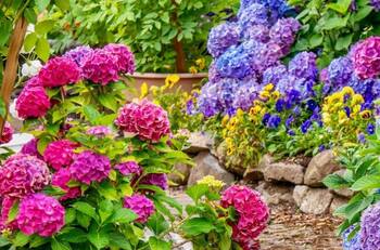 El renacimiento de las hortensias: Cómo devolverles la vida a estas flores