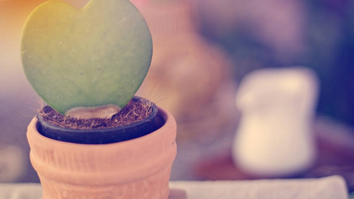 Suculentas de la prosperidad: cómo multiplicar tu hoya kerrii por hoja