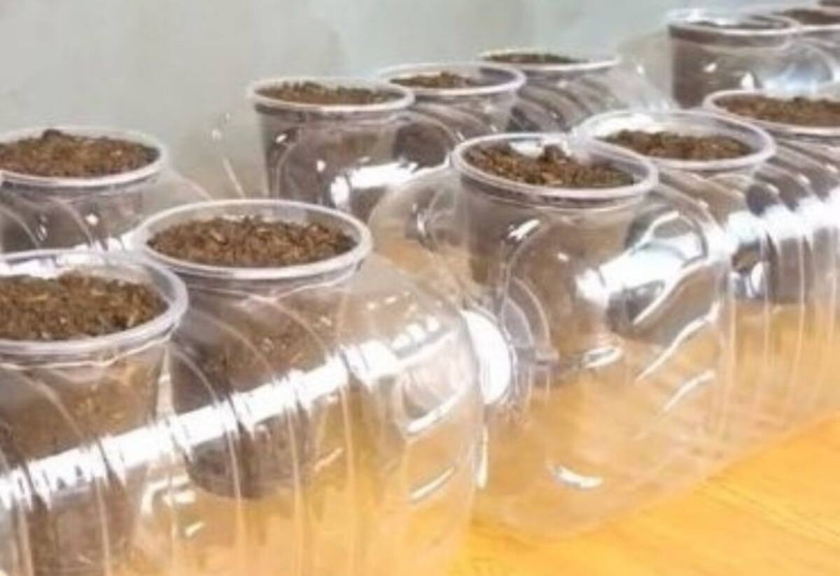 Huerto portátil en botella