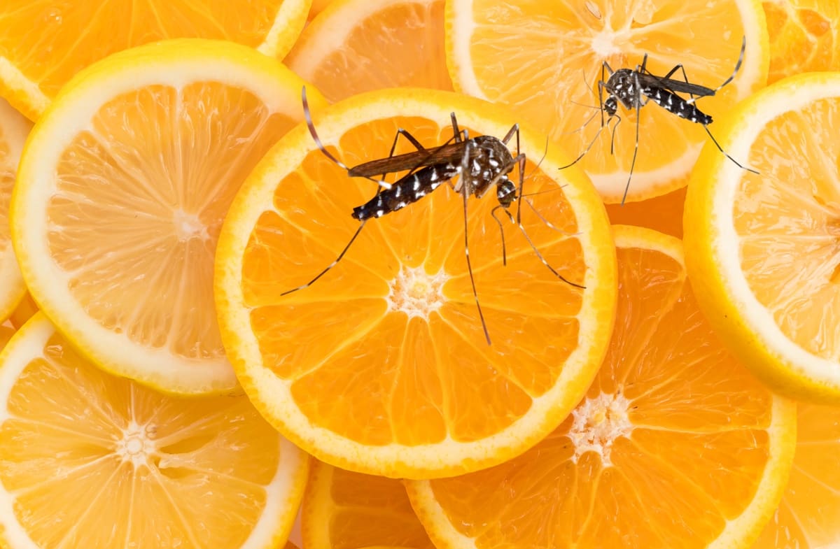 Los cítricos tienen un agradable aroma para los humanos, pero los insectos parecen no estar de acuerdo.