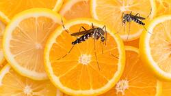 Protege tus suculentas: un método casero, ecológico y efectivo contra las plagas