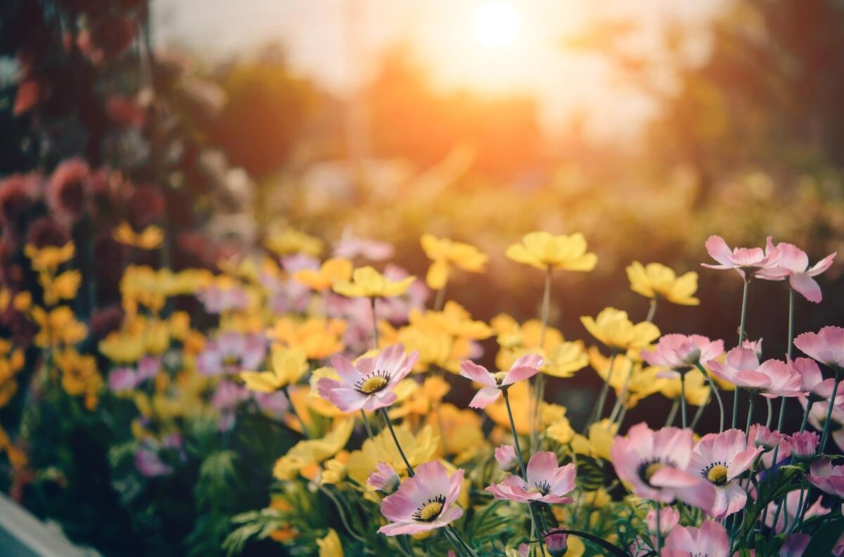 Haz que tus plantas exploten de flores: composta casera con una BOTELLA