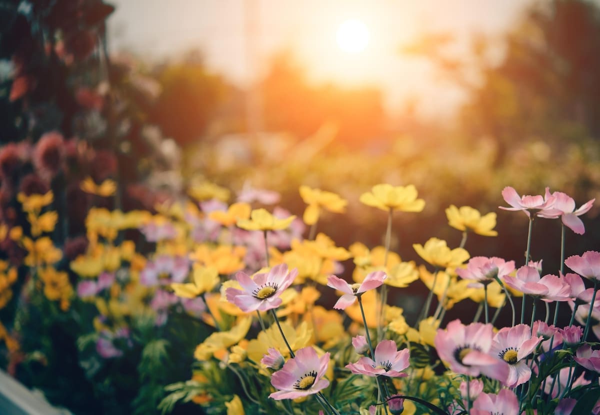Los nutrientes harán que tu jardín explote en flores.
