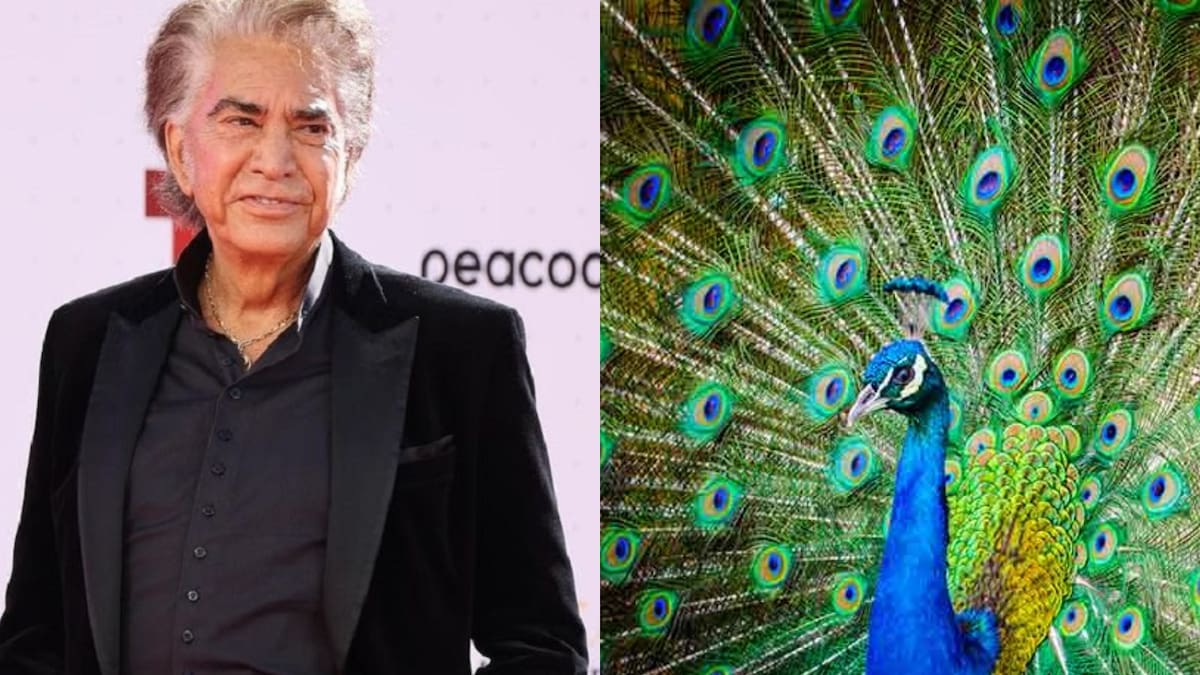 “El misterio detrás de ‘Pavo Real’: La historia oculta de la famosa canción del Puma Rodríguez”