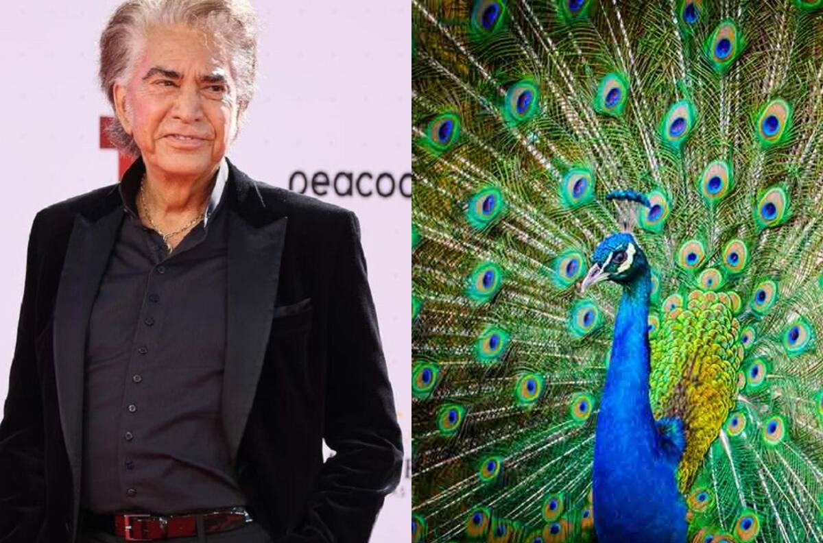 “El misterio detrás de ‘Pavo Real’: La historia oculta de la famosa canción del Puma Rodríguez”