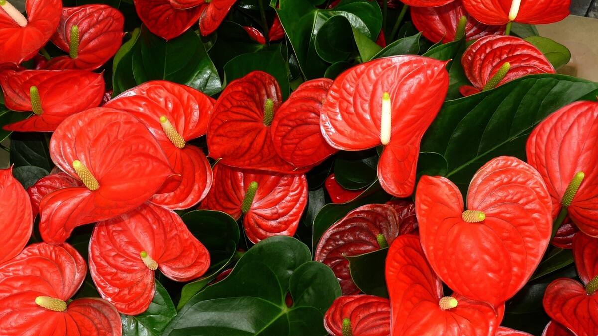 Las plantas y flores que darán prosperidad en el Año Nuevo Chino