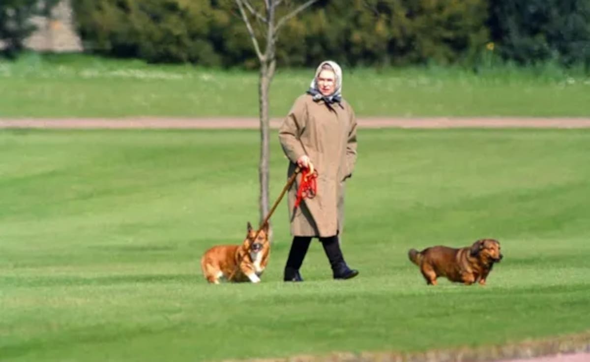 La Reina Isabel II se encuentra tan débil que no puede pasear sus mascotas - Créditos: Instagram