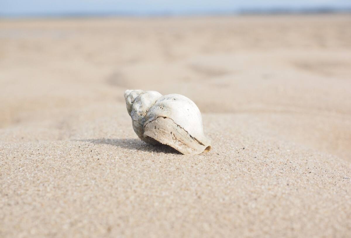 Evita tener caracolas de mar en tu hogar por la siguientes razones.