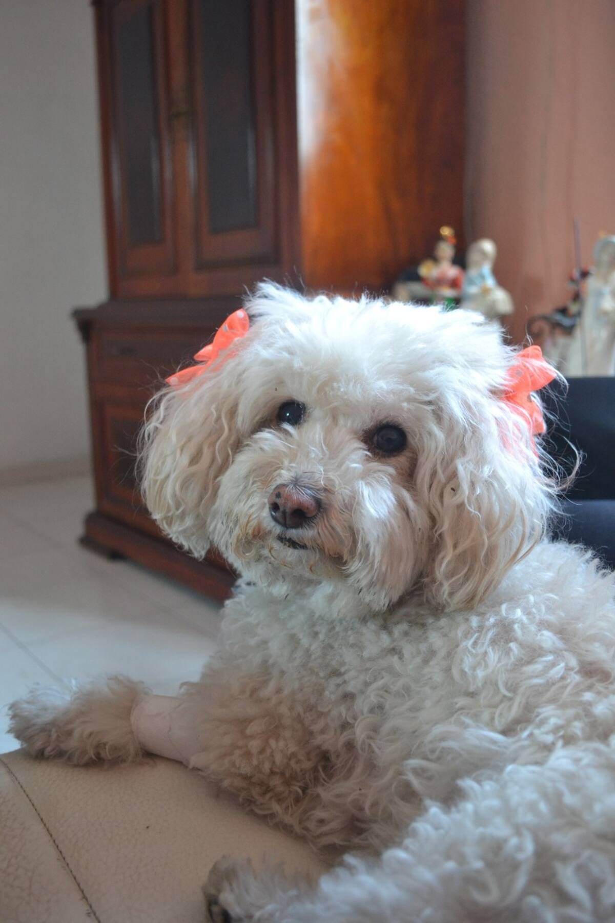 Las travesuras que hacen los perros en México y cómo evitarlas - Créditos: Cortesía