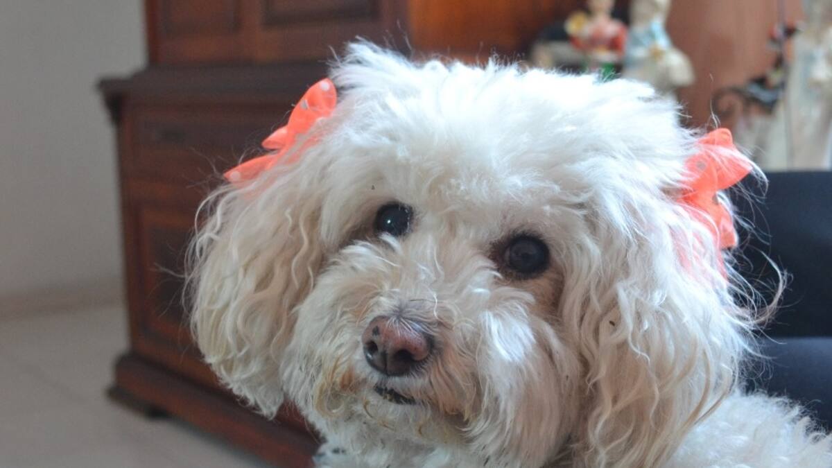 Las travesuras que más hacen los perros en México y cómo evitarlas
