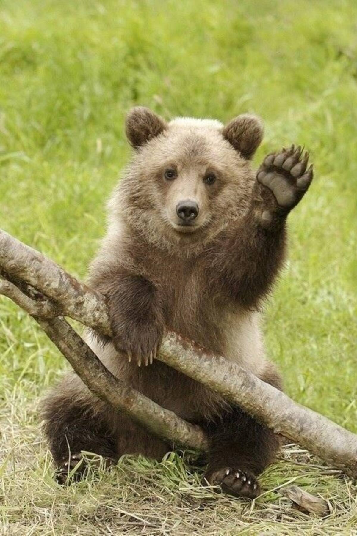 Los animales que traen suerte para el año venidero - Créditos: Instagram