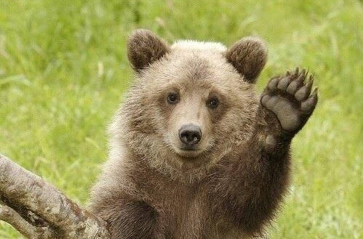 Estos animales traerán buena fortuna a quien los porte durante el año venidero