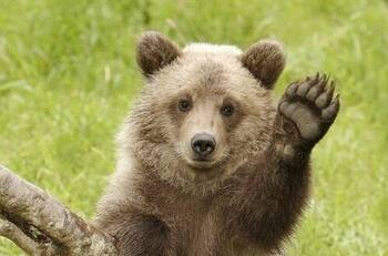 Estos animales traerán buena fortuna a quien los porte durante el año venidero