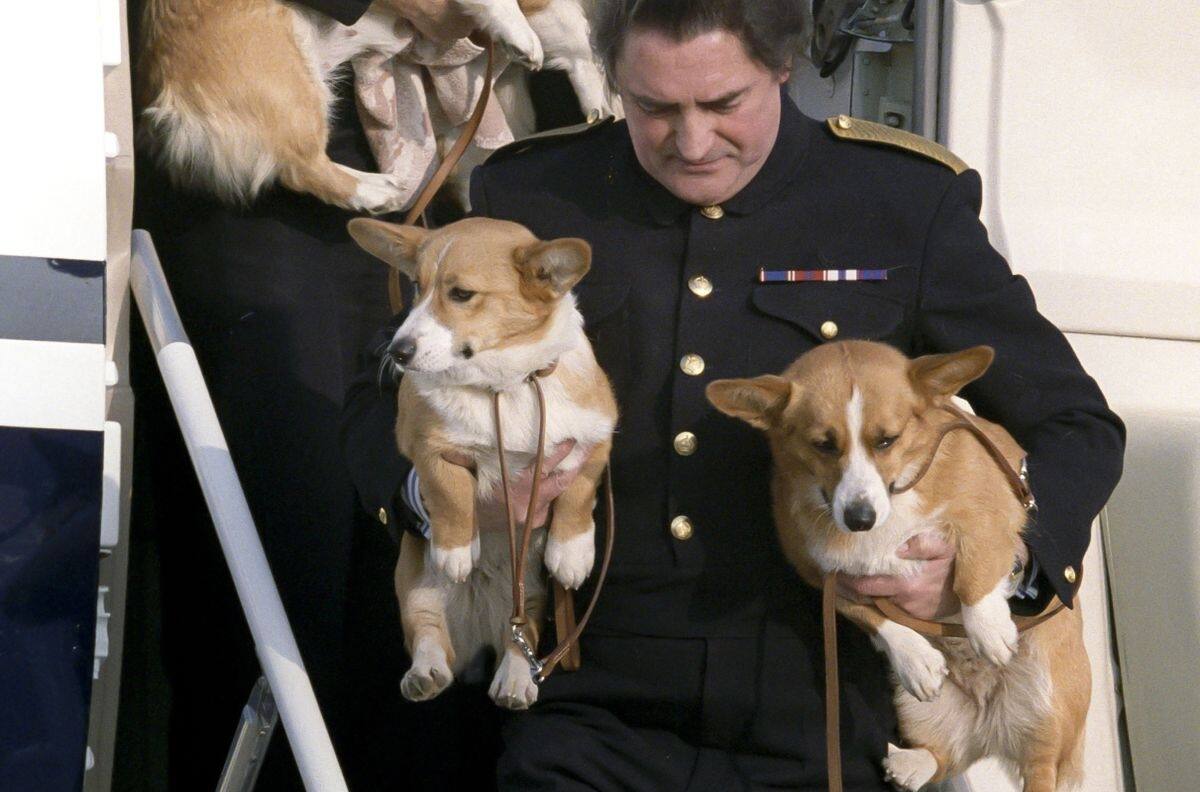 El destino de los amados perros de la Reina Isabel II