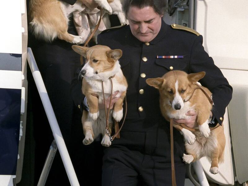 Los corgis fueron trasladados desde Balmoral tras el fallecimiento de la Reina Isabel II. - Créditos: Daily Mirror