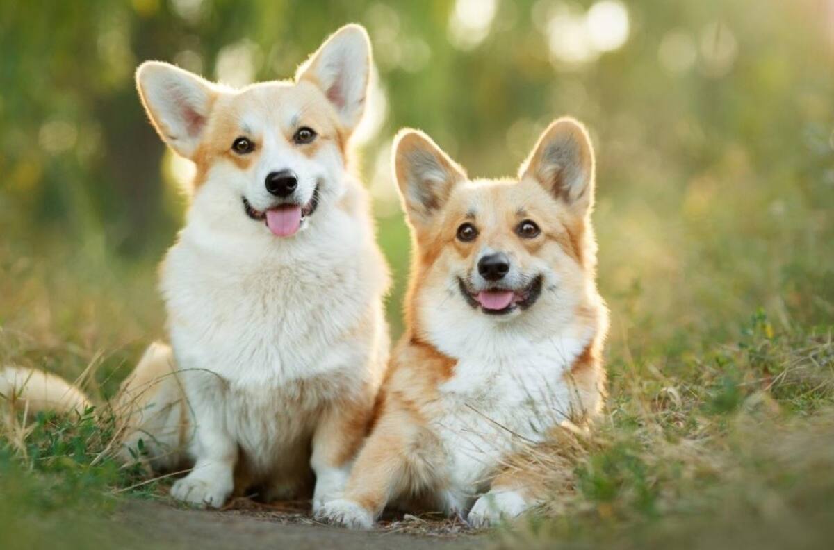 Locura por los perros de la Reina: se agotan los cachorros corgis en el Reino Unido