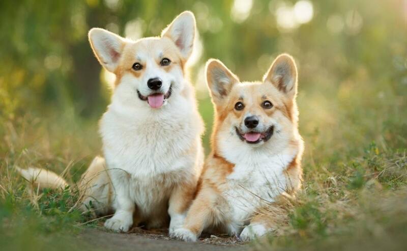 Los corgis galeses de la Reina son sensación en este momento. - Créditos: Instagram