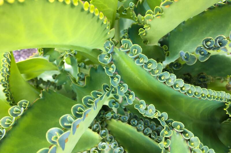 El Kalanchoe tiene vitaminas y minerales que tu piel va a agradecer.